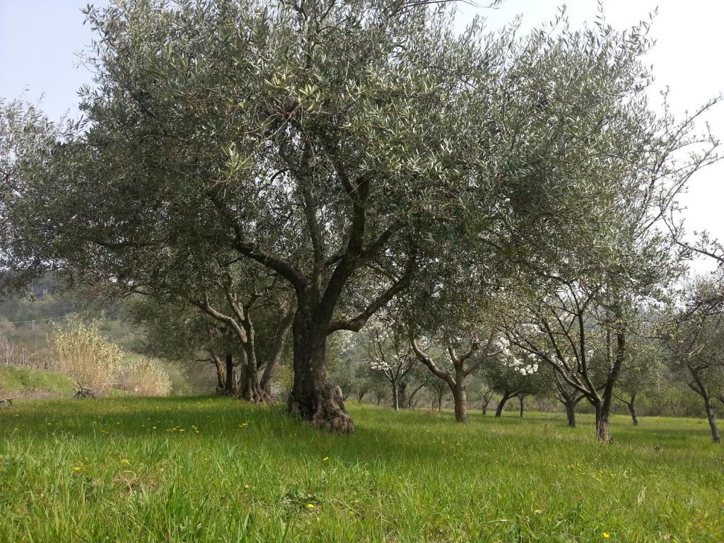 Al Merlo Olivo, Rural Istrian House Buje Exterior photo